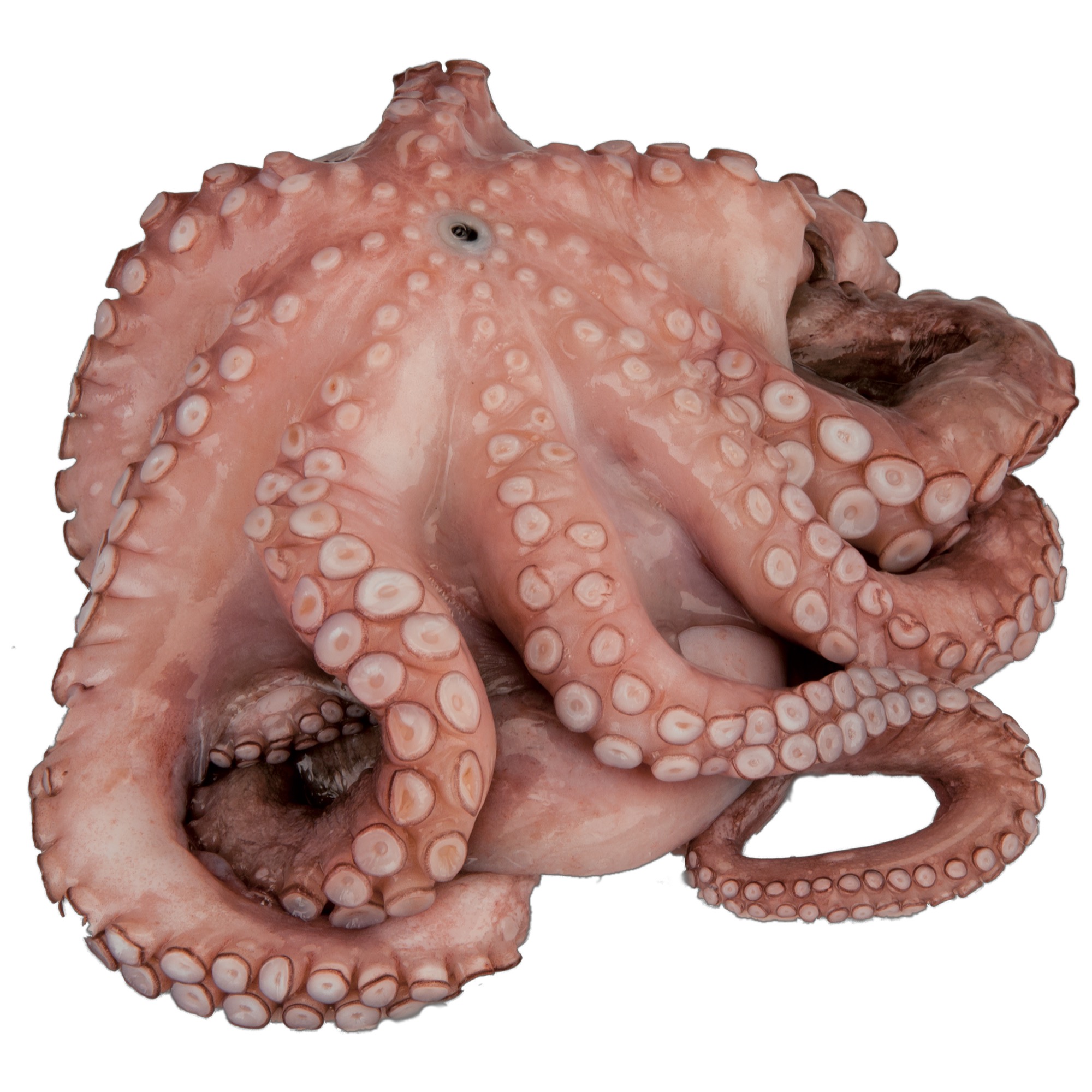 Octopus Pulpo Blume TK 800-1200g