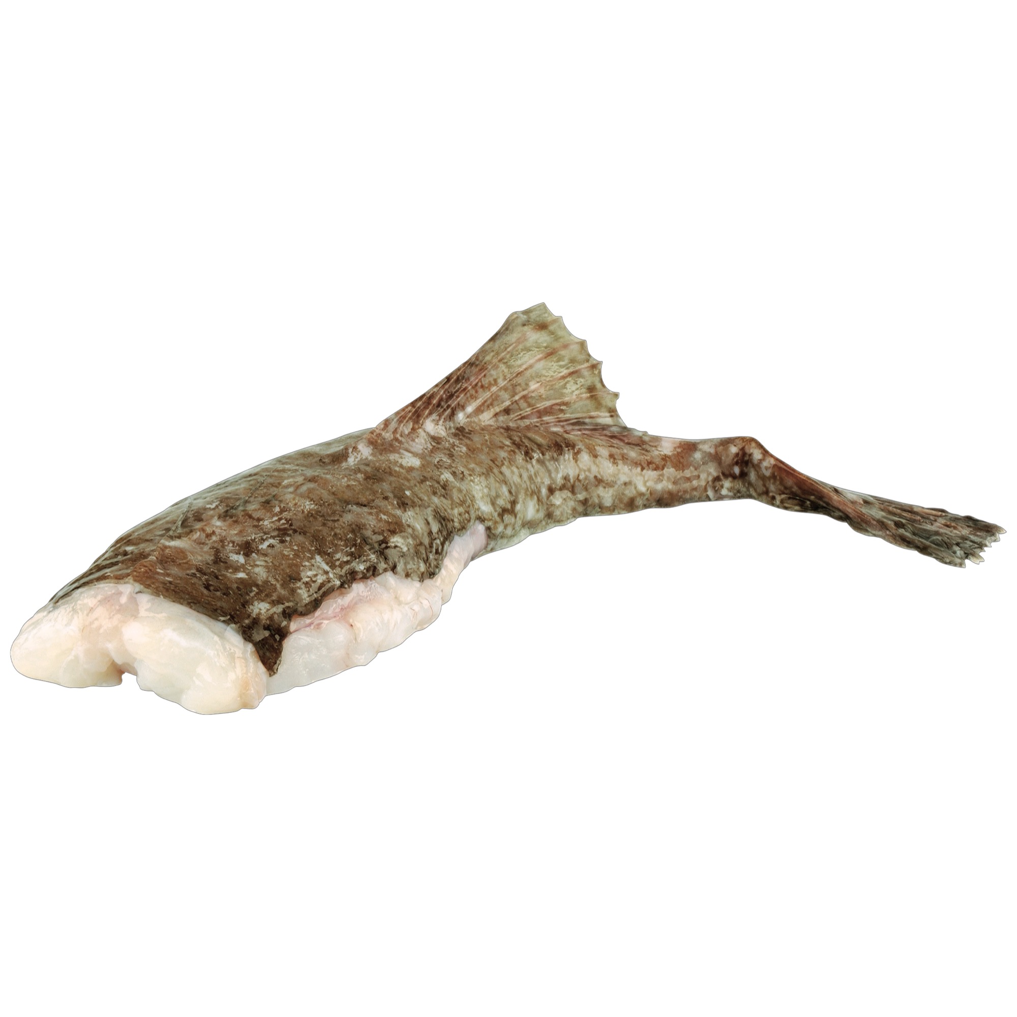 Čert morský 1-2kg bez hlavy bez boku
