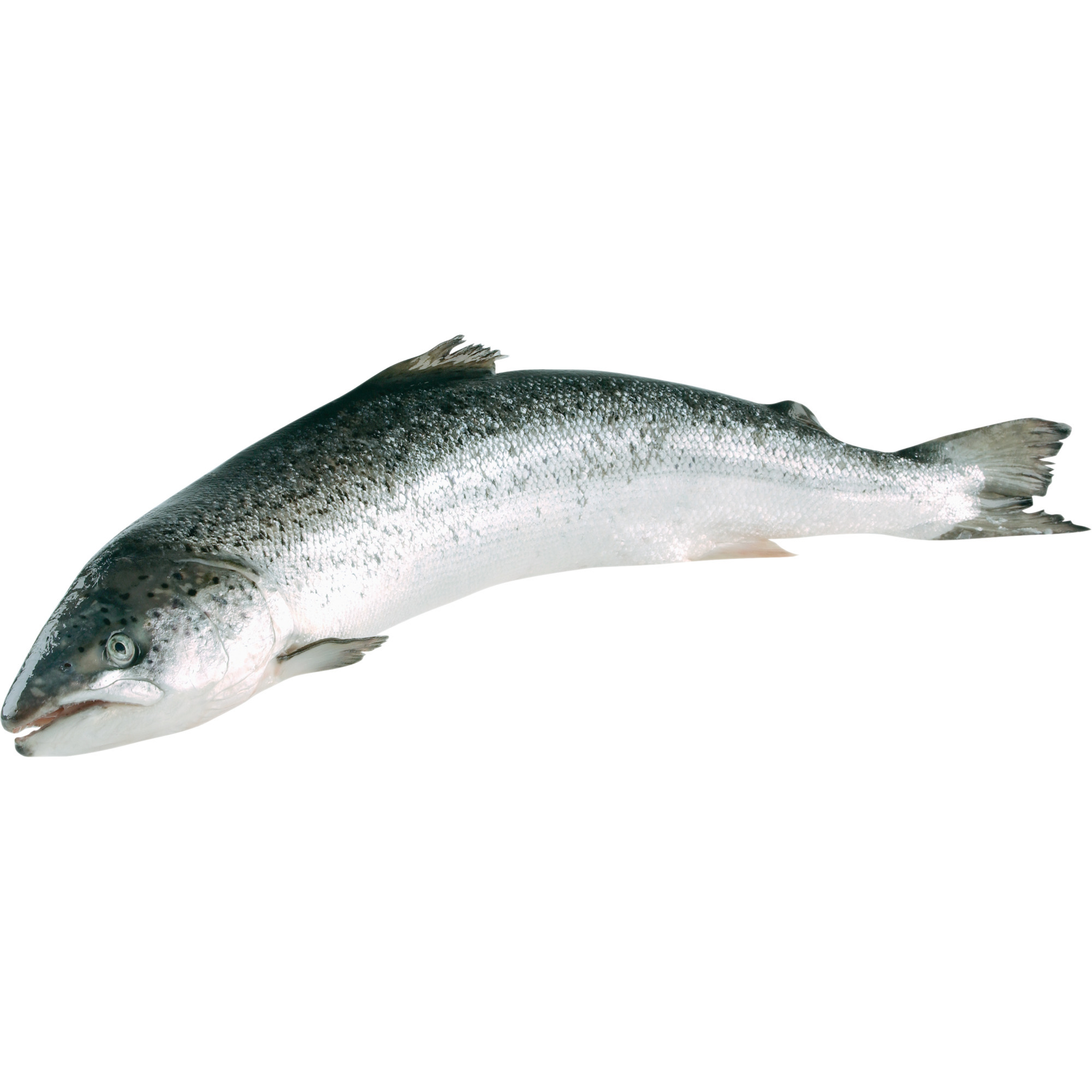 Lachs 6-7kg ausgenommen Norwegen