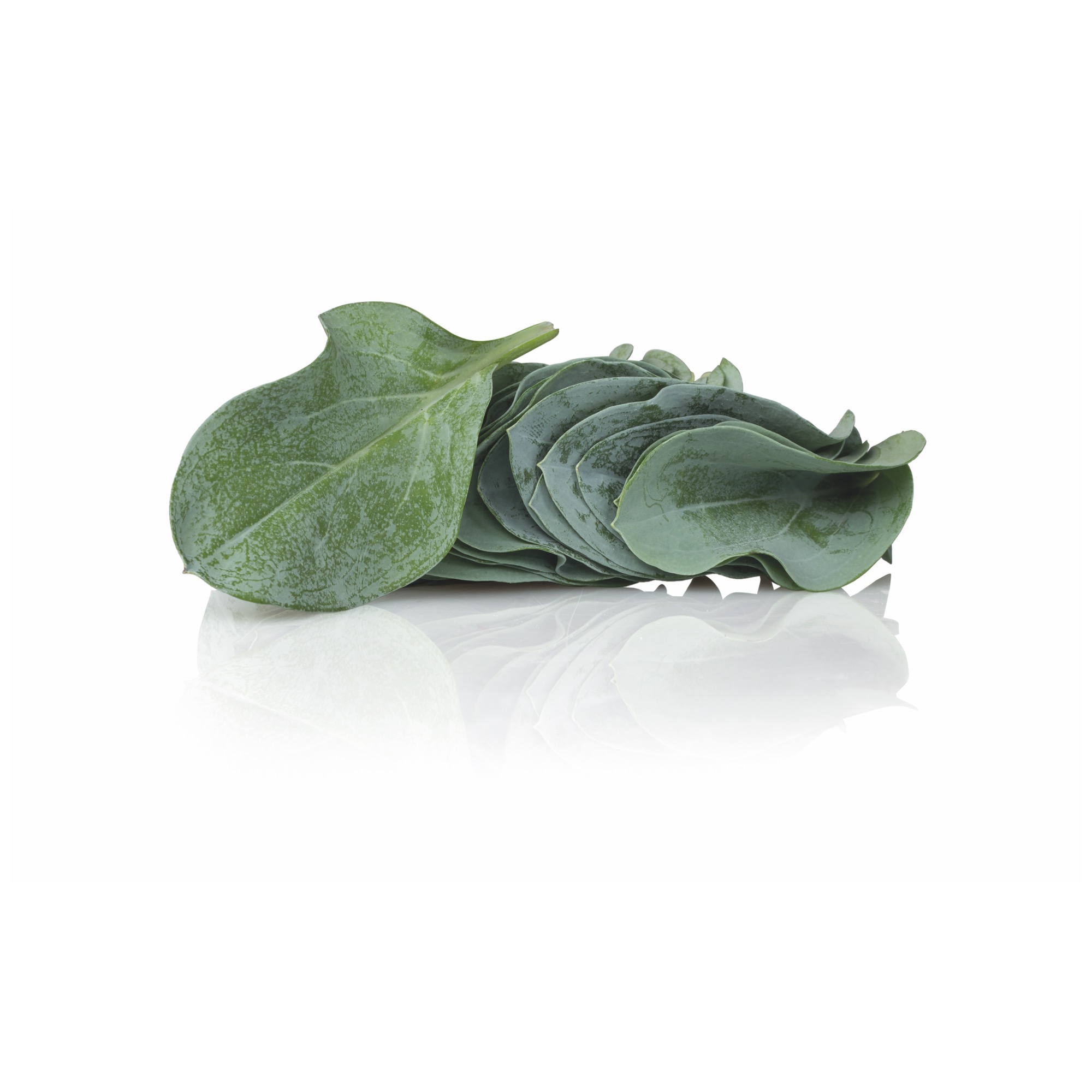Oyster Leaves 50 Stk.