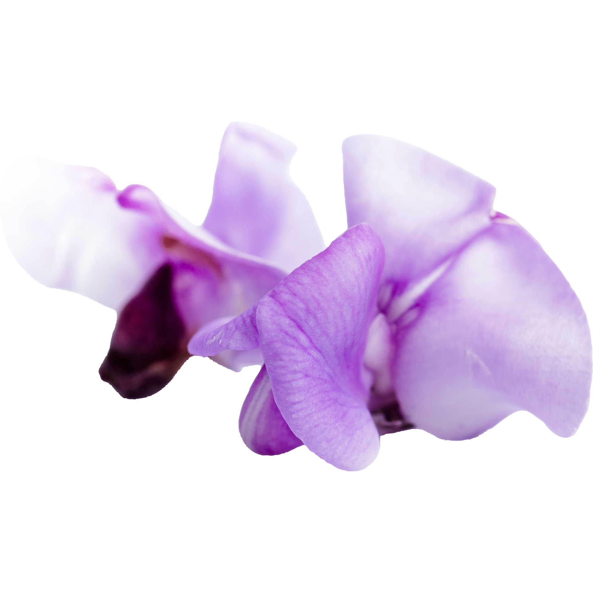 Bean Blossom 20 Stk.