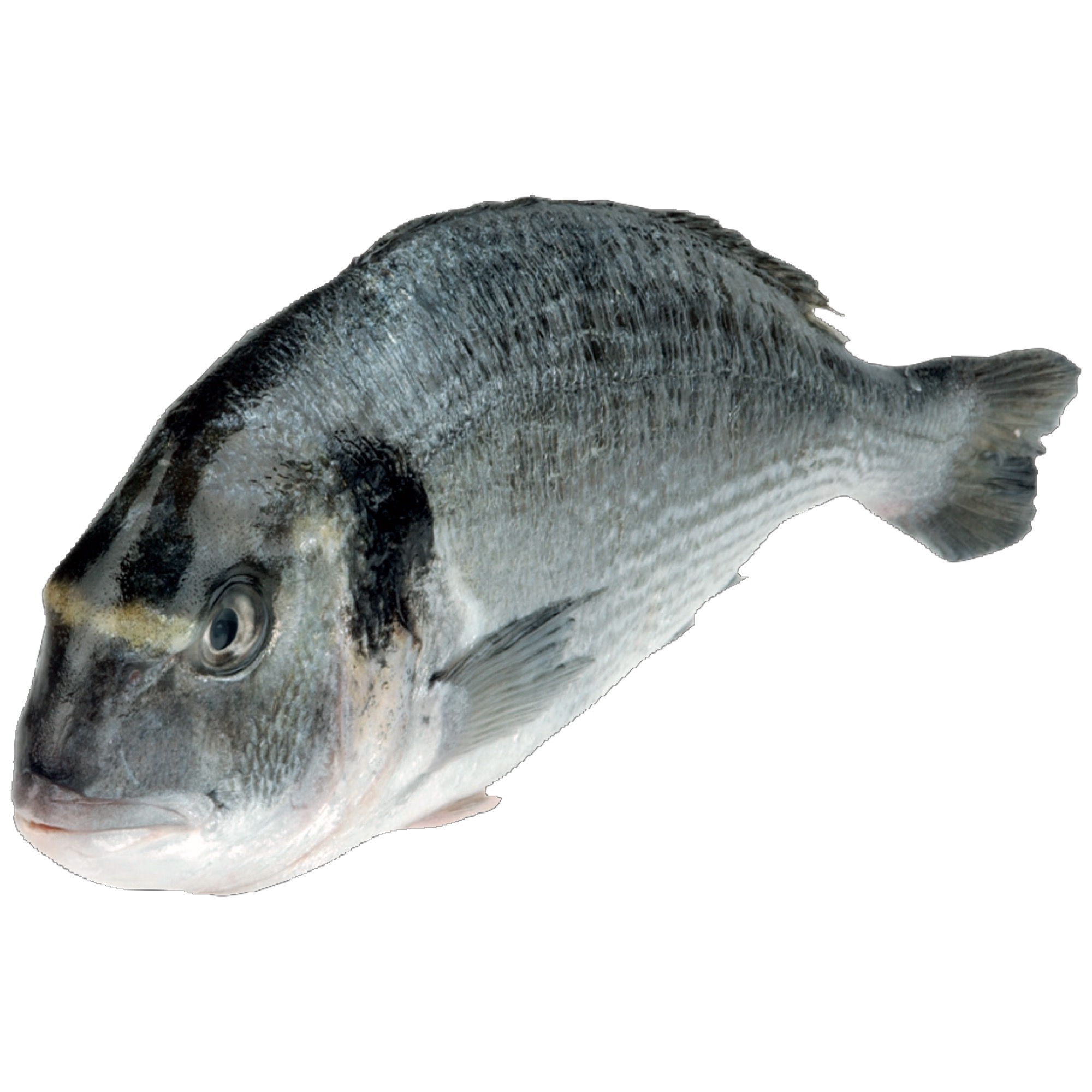 Goldbrasse 1kg+ Ikejime Zucht
