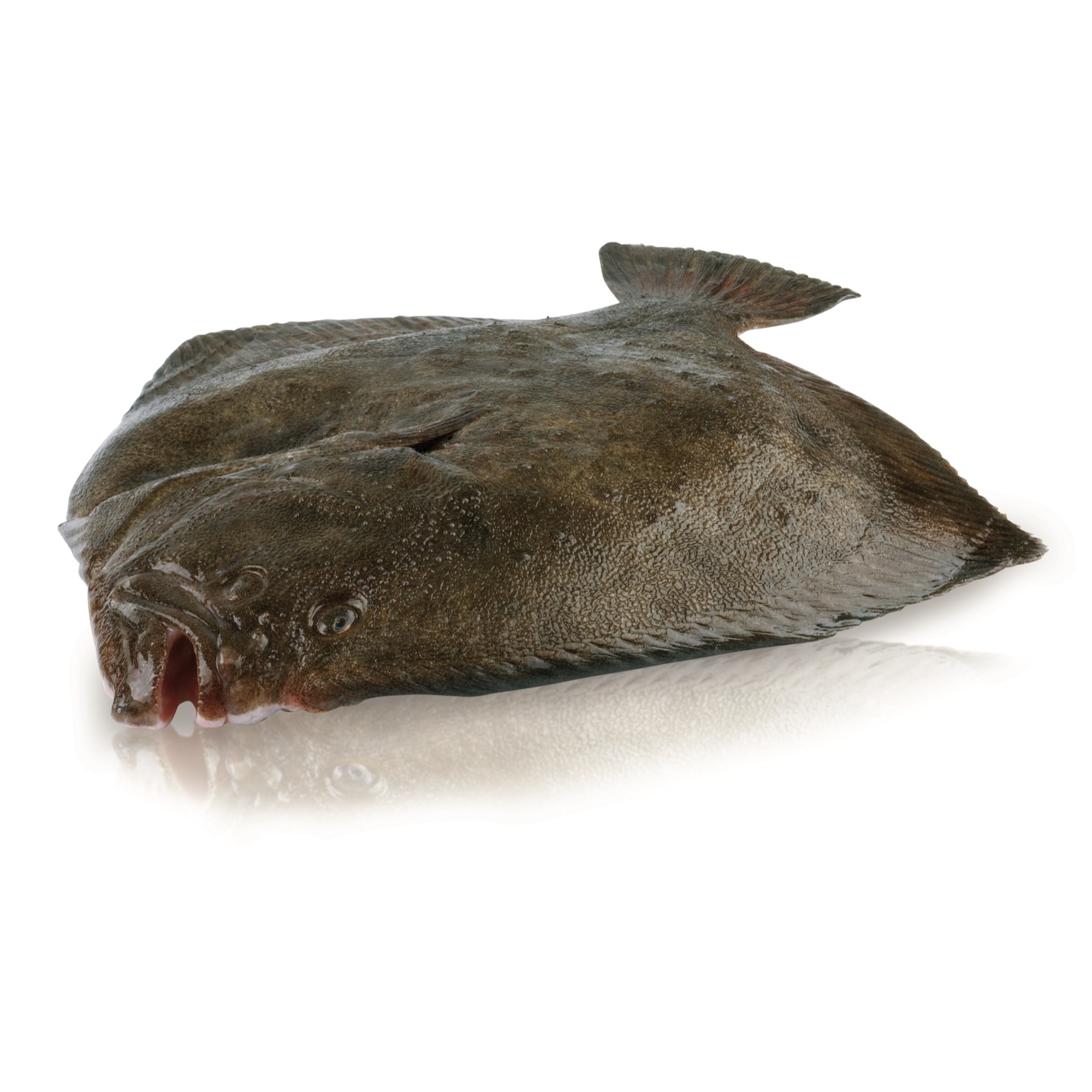 Kambala veľká 1-2kg z chovu