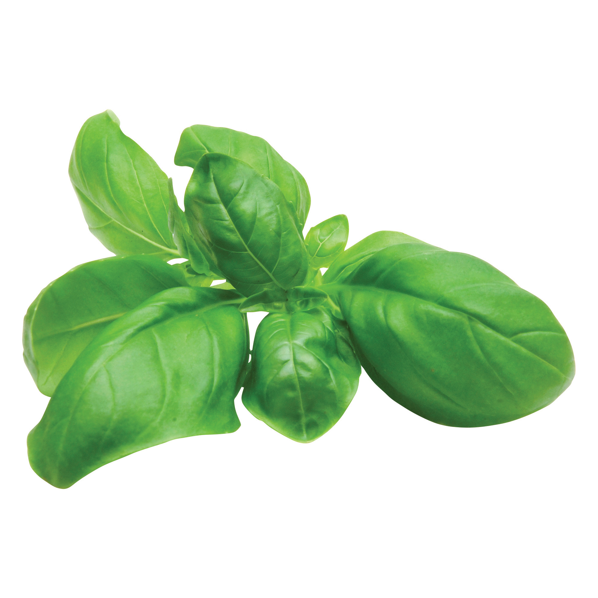 Quality Basilikum KL.1     500g