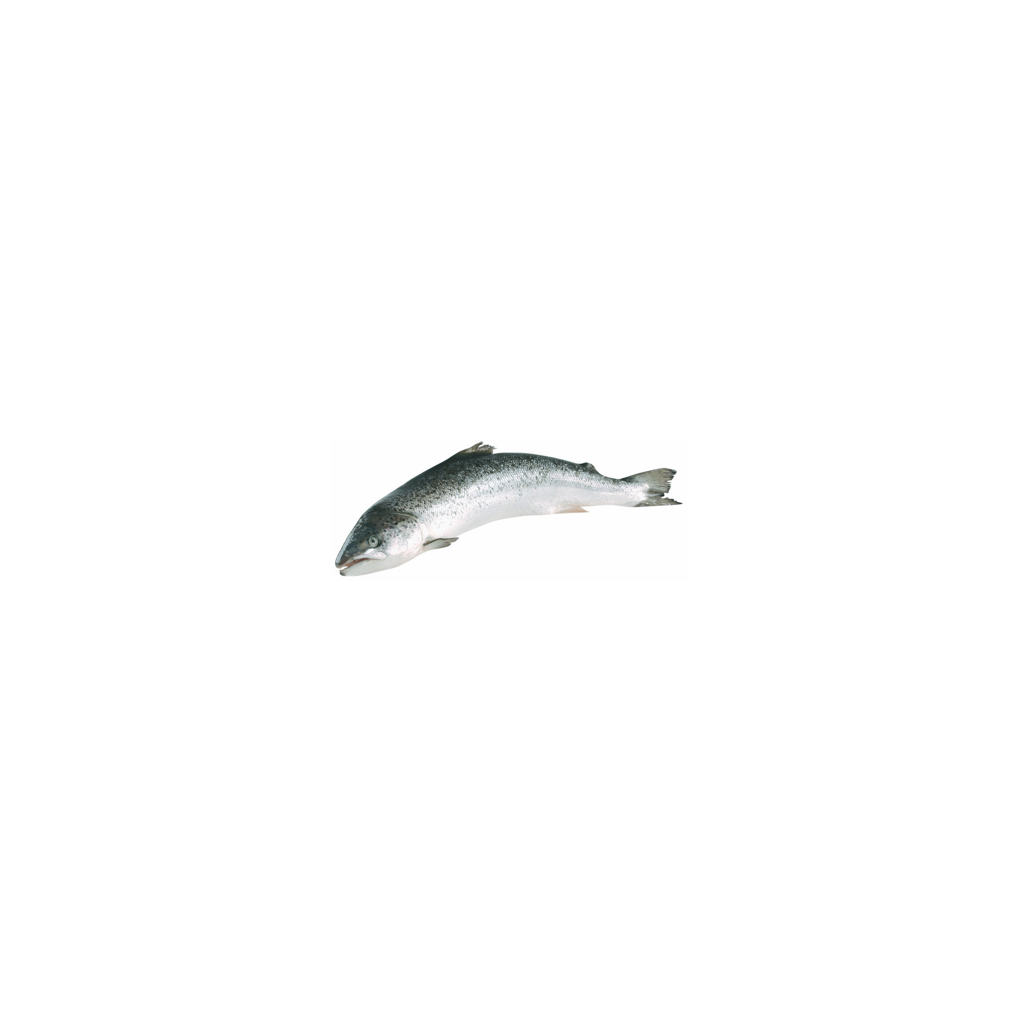 Vonatur Hiddenfjord Lachs 5-6kg ausg.