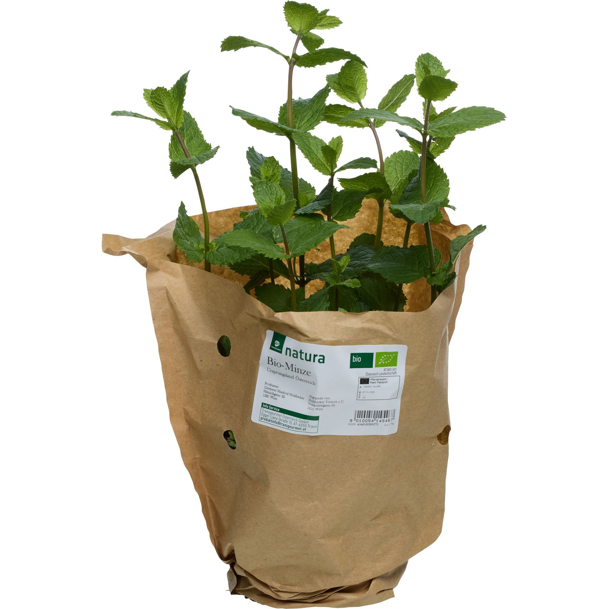 Natura Bio Minzetopf KL. 2