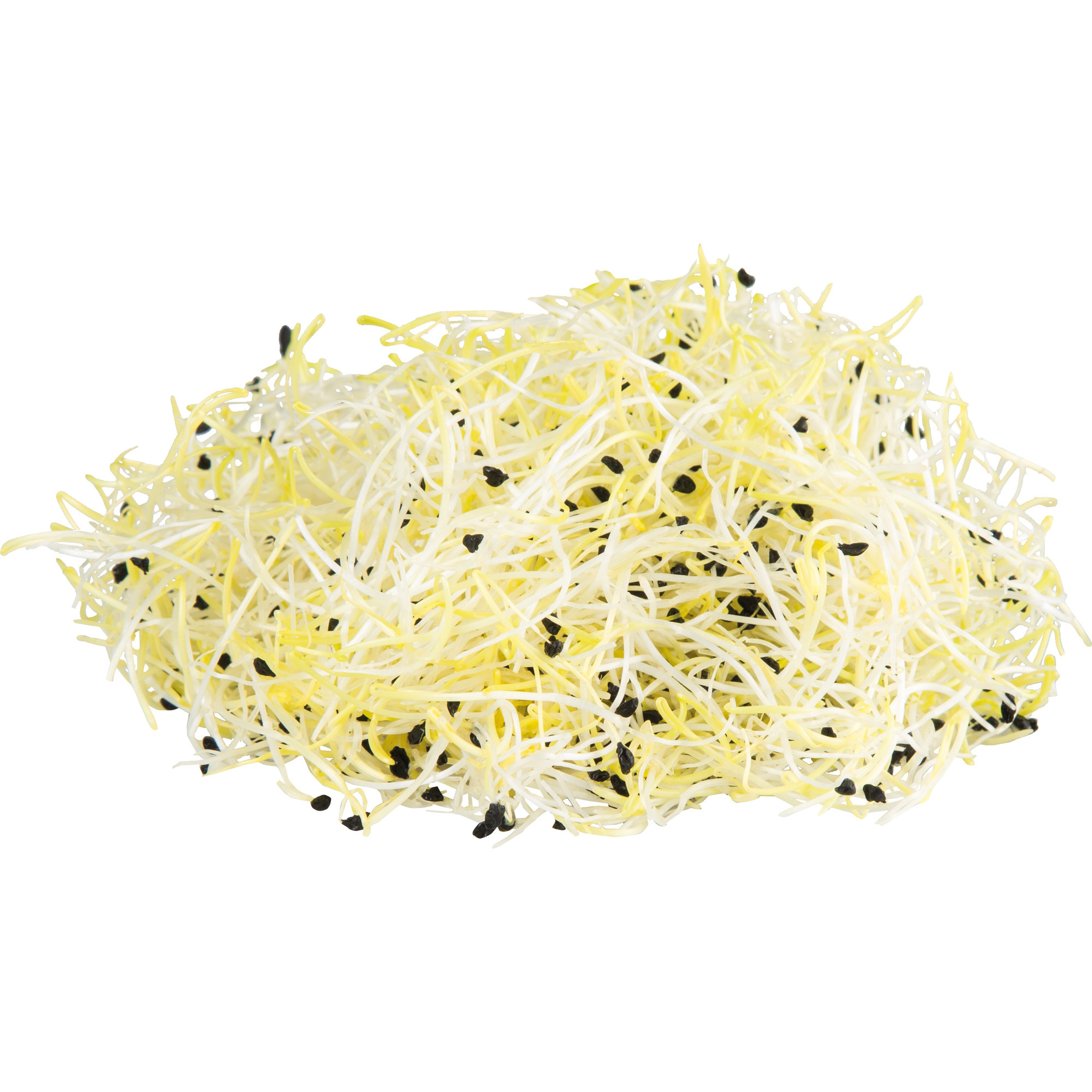 Bio Lauchsprossen 50g KL.2