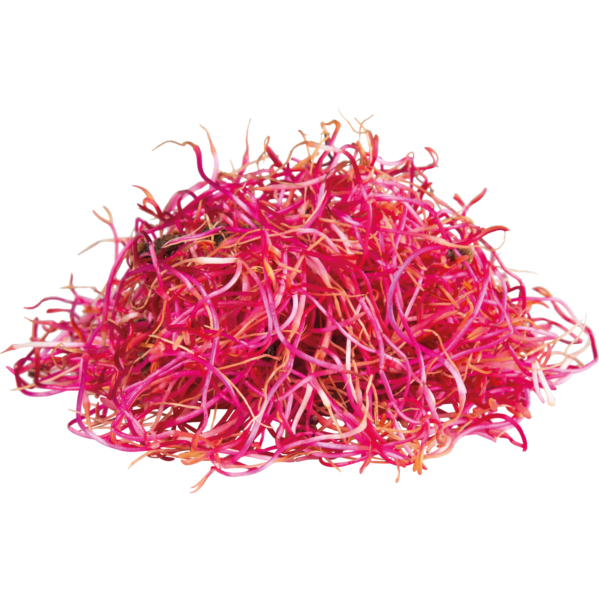 Bio Rote Rettichsprossen Kl.2  250g