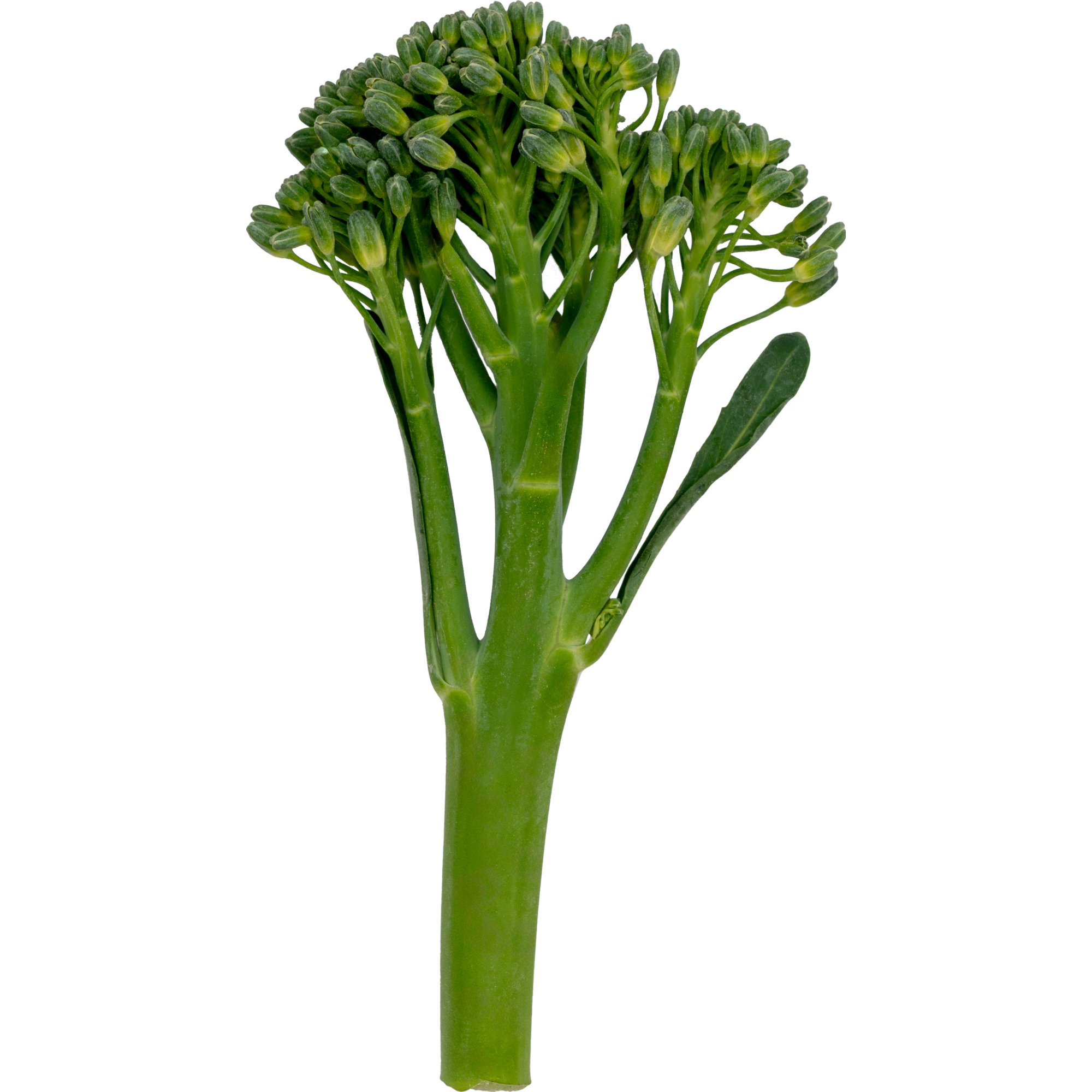 Spargelbrokkoli Bimi KL. 1   200g