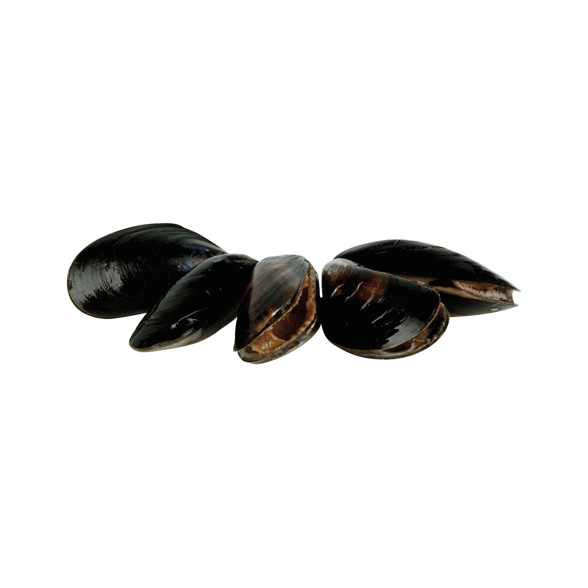 Miesmuscheln 2kg Jumbo NL