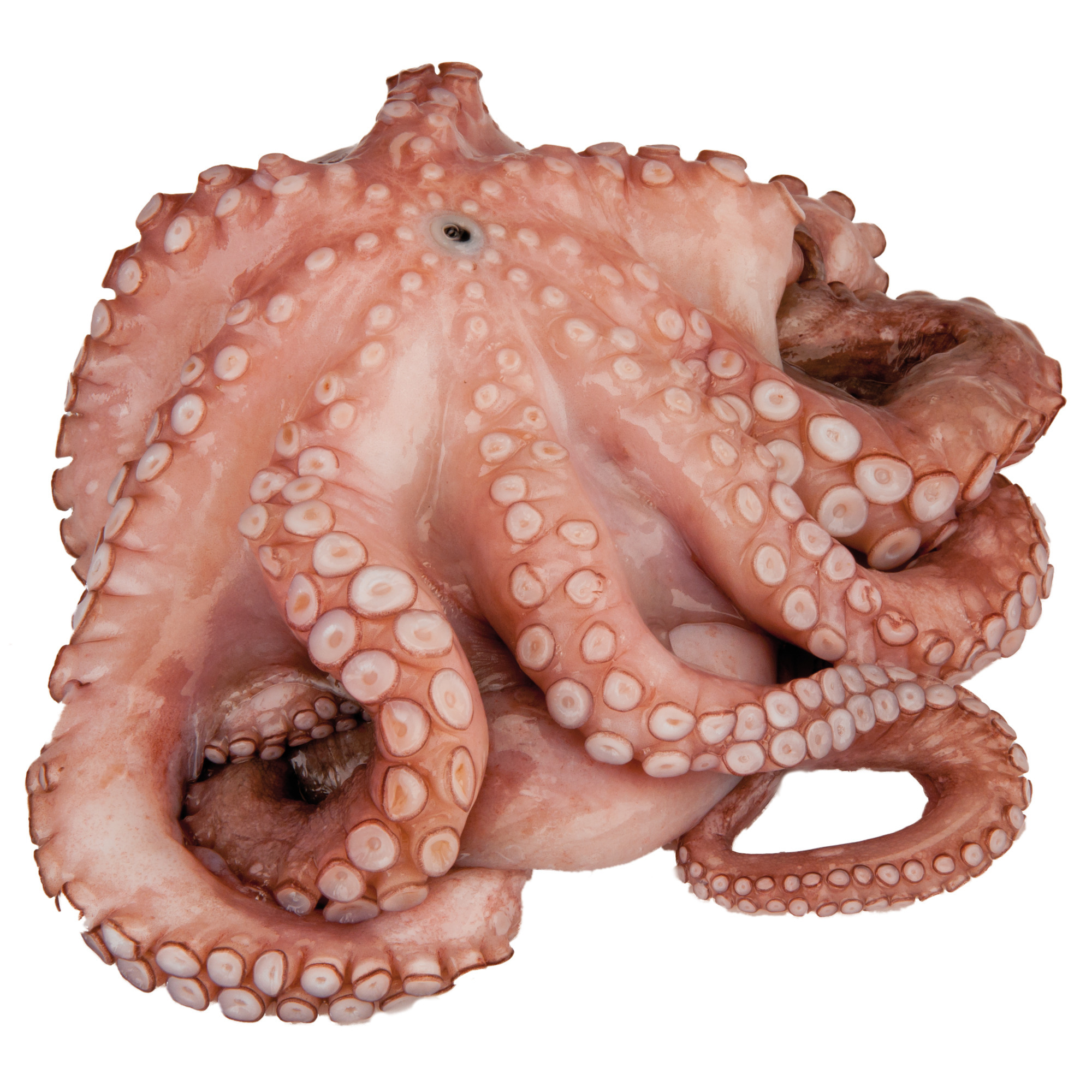 Octopus