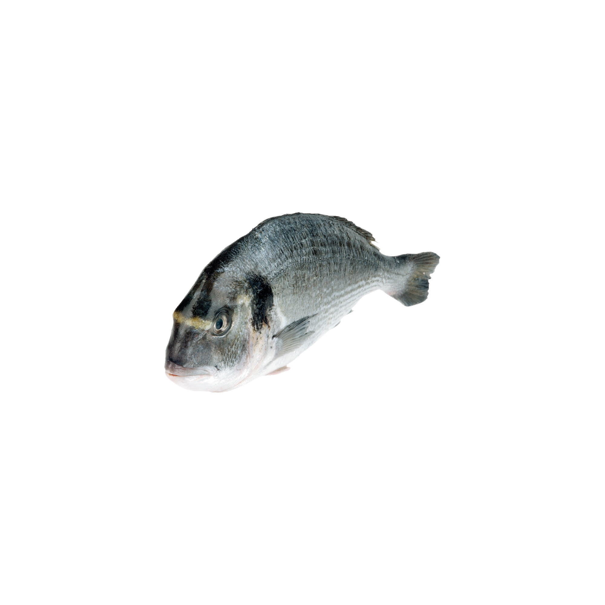 Dorade Royal rund Zucht 400-600 g FR