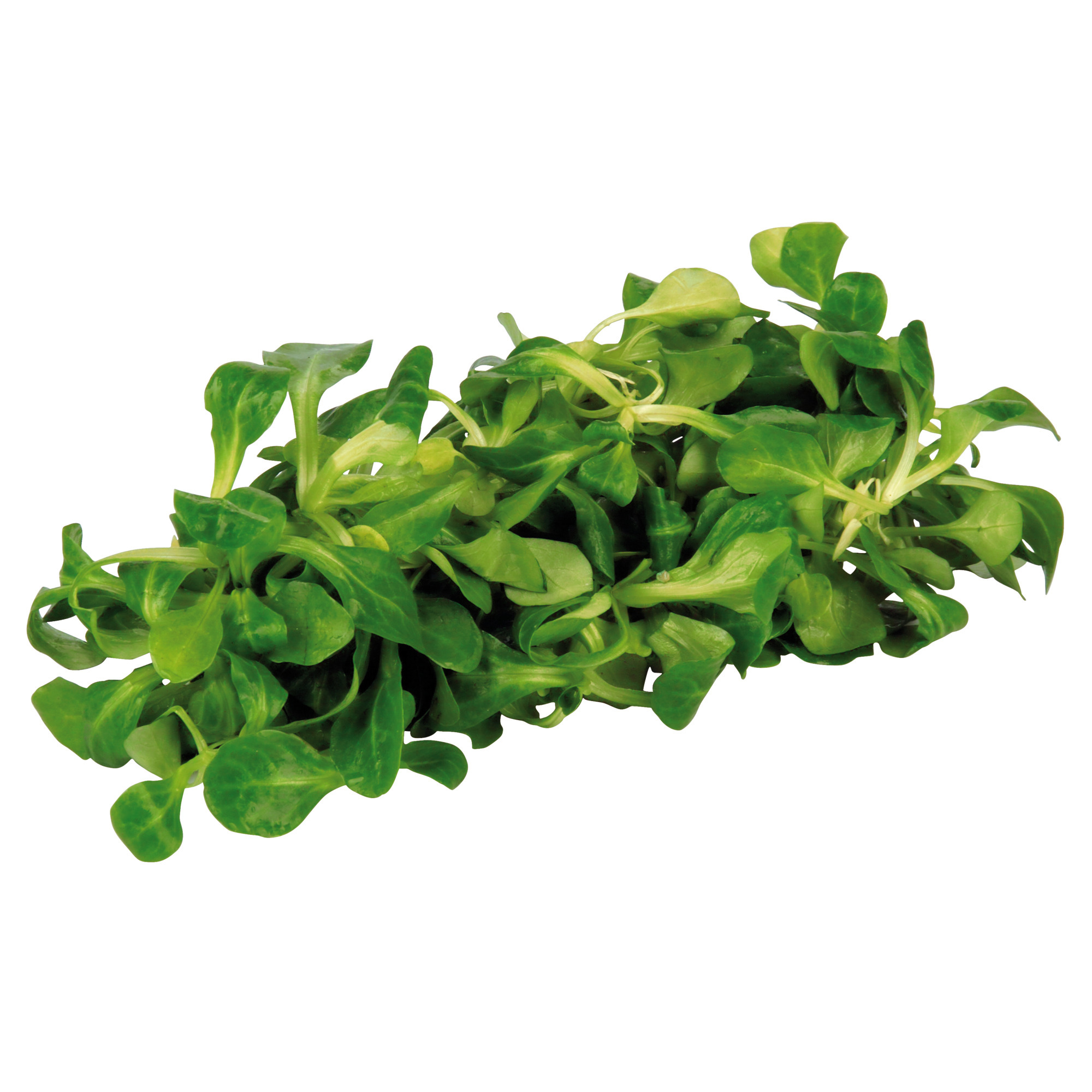 Natura Bio Vogerlsalat KL.2     100g