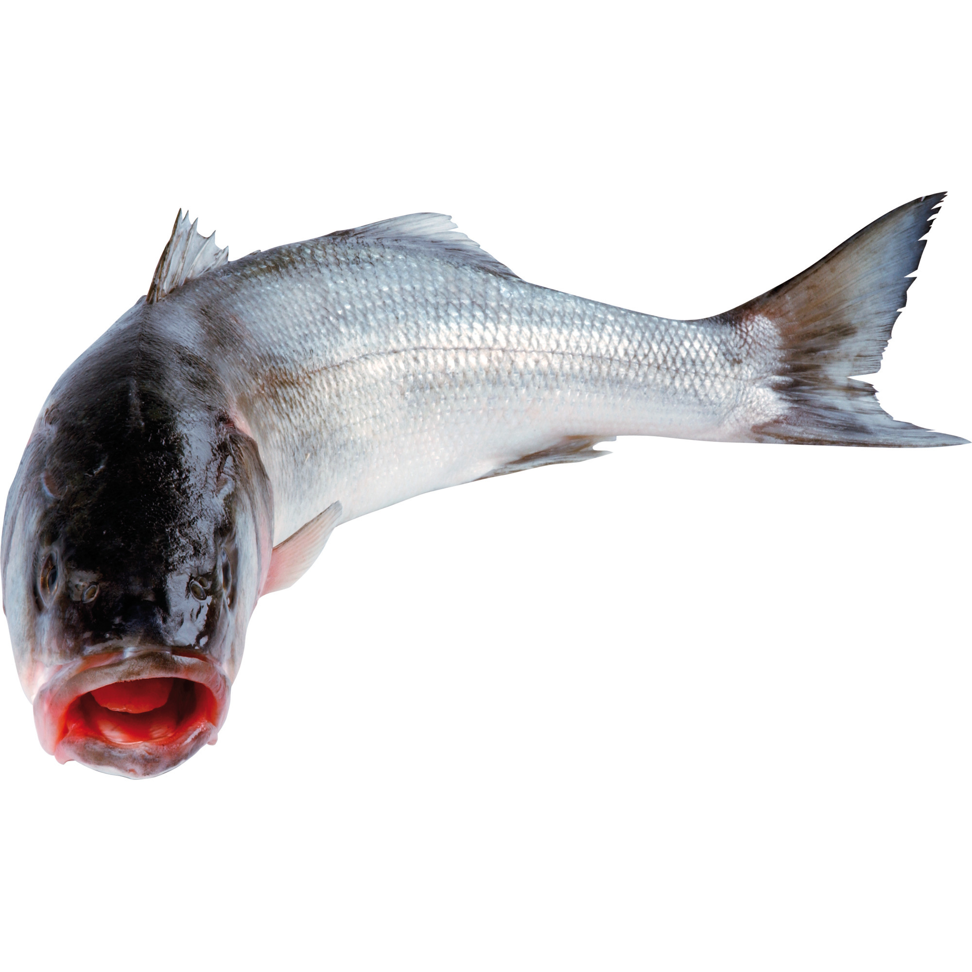 Wolfsbarsch 200-300g ausgenommen