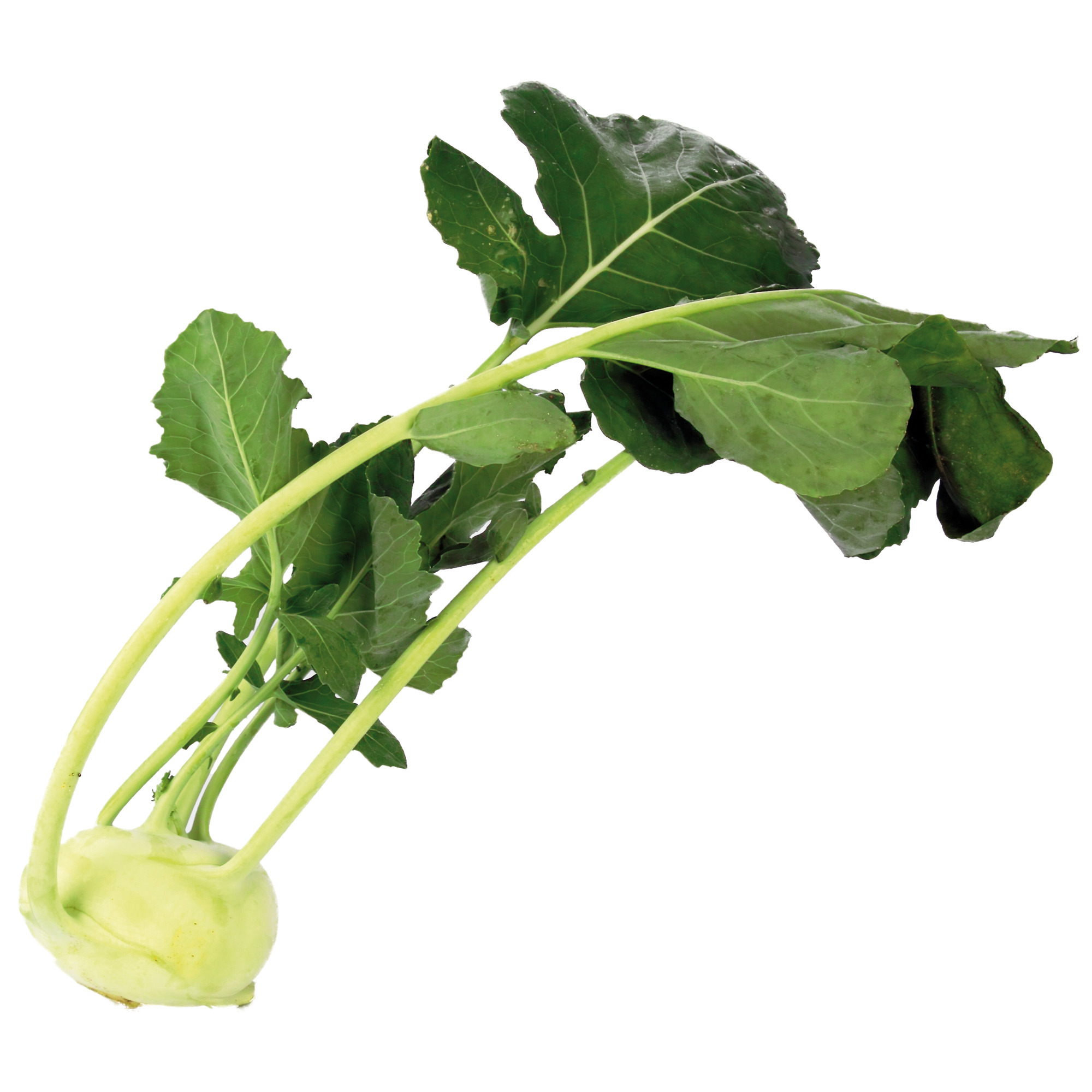 Kohlrabi KL.1