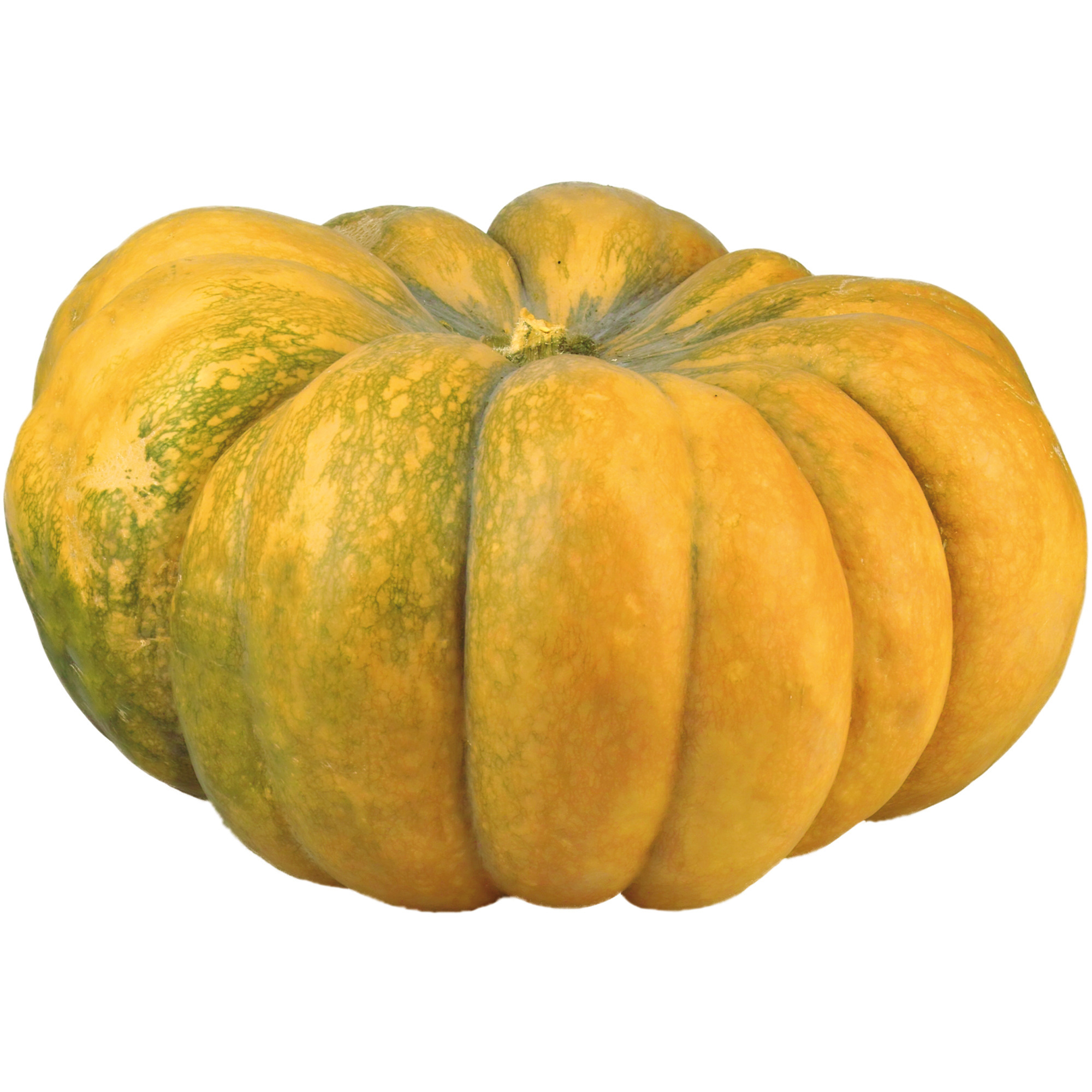Muskatkürbis KL.1  1kg